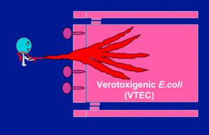 Enteropathic E.coli and E.coli vaccines - BattLab - Veterinary