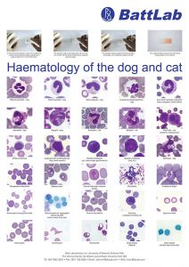 haematology_poster