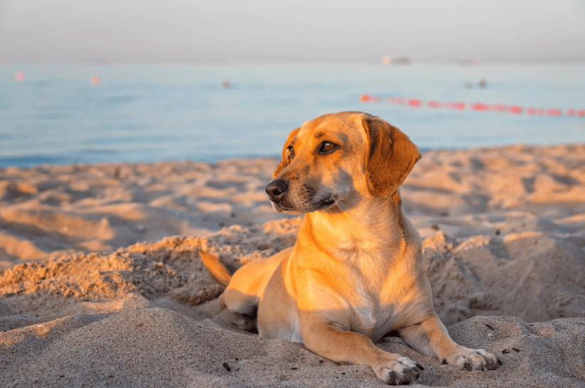 Small dog resting on the beach