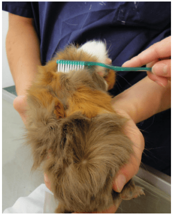 Sample collection for dermatophyte examination using a McKenzie brush.