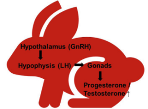 Schematic representation of the hypothalamic-pituitary-ovarian-testicular axis