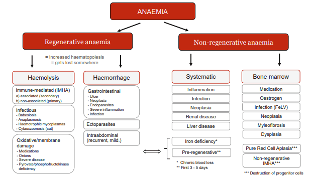 Differential diagnoses of anaemia
