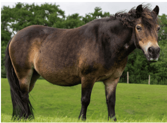 Overweight pony