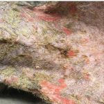 Canine Cutaneous Lupus Erythematosus