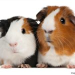 Spontaneous Tumours in Guinea Pigs (Cavia porcellus): Retrospective Evaluation of Routine Submissions