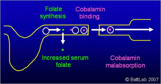 cobalamin and folate in dogs