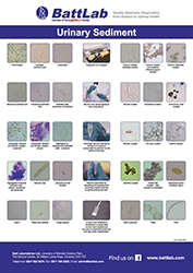Urine Sediment Poster